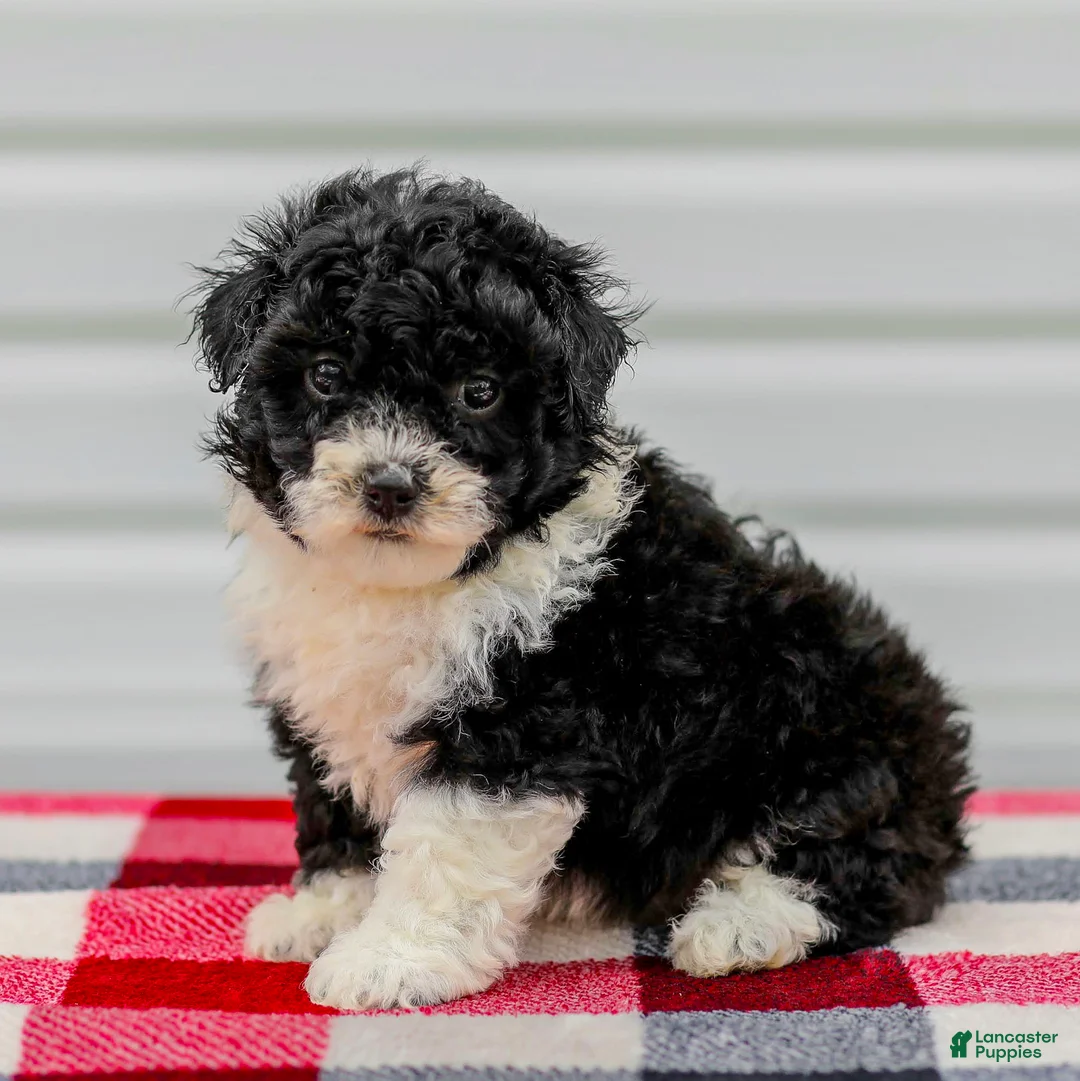 Mini Aussiedoodle dogs for sale: Cindy - Ad 1