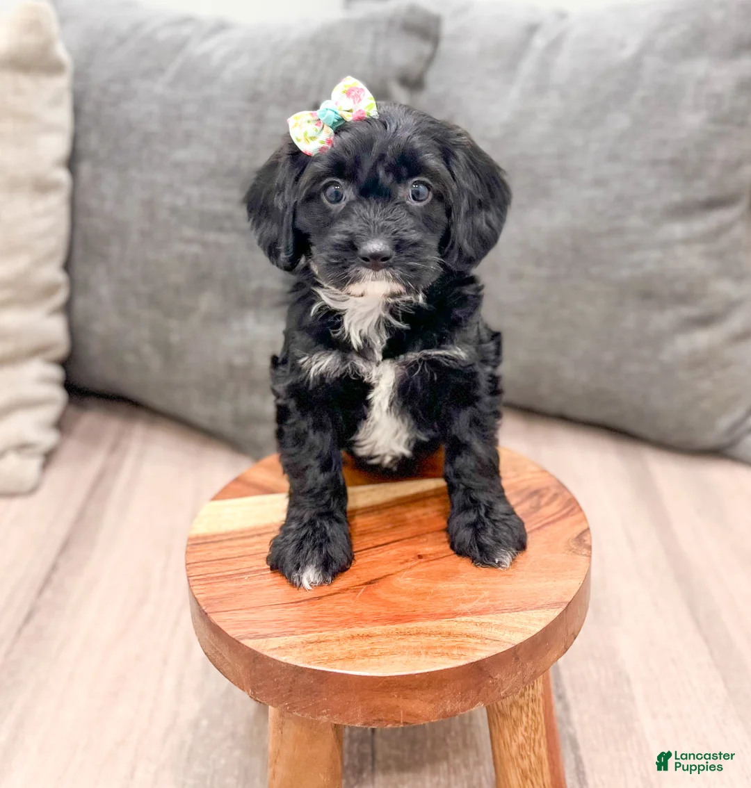 Cavapoo dogs for sale: Shadow - Ad 2