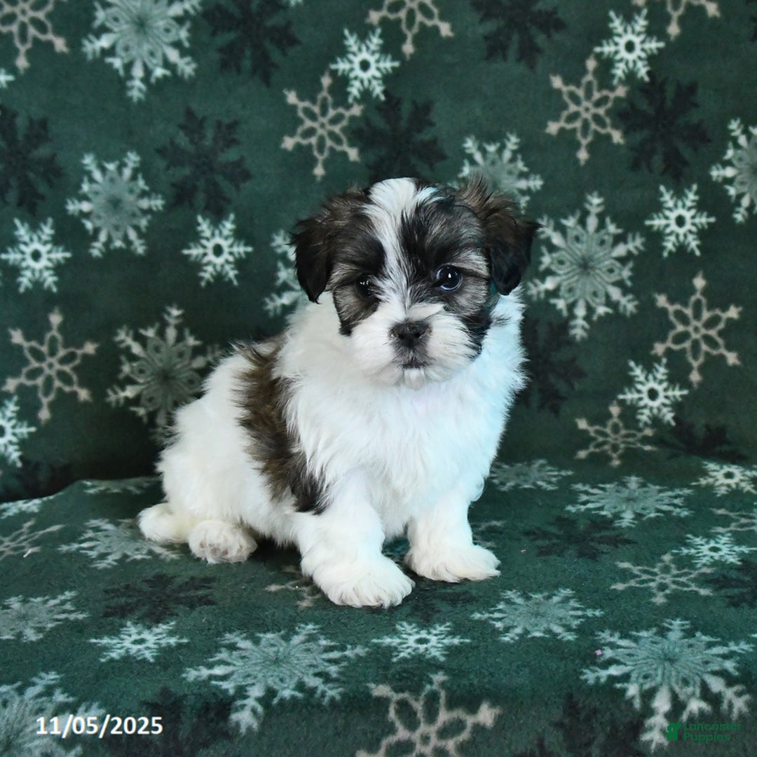 Malshi dogs for sale: Hunter - Ad 4