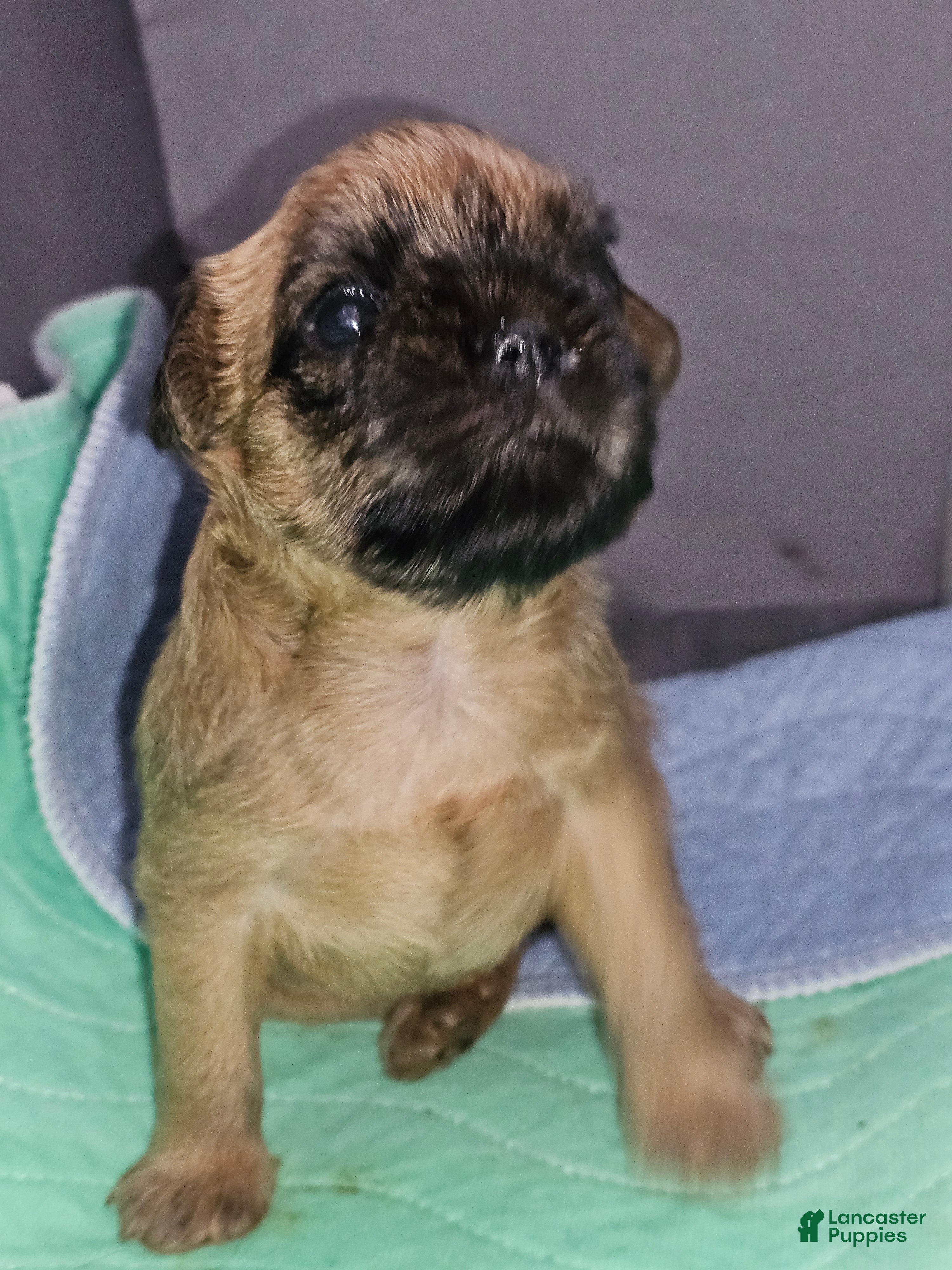 Brussels Griffon dogs Adelle - Ad 1