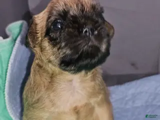 Brussels Griffon dogs Adelle - Ad 2