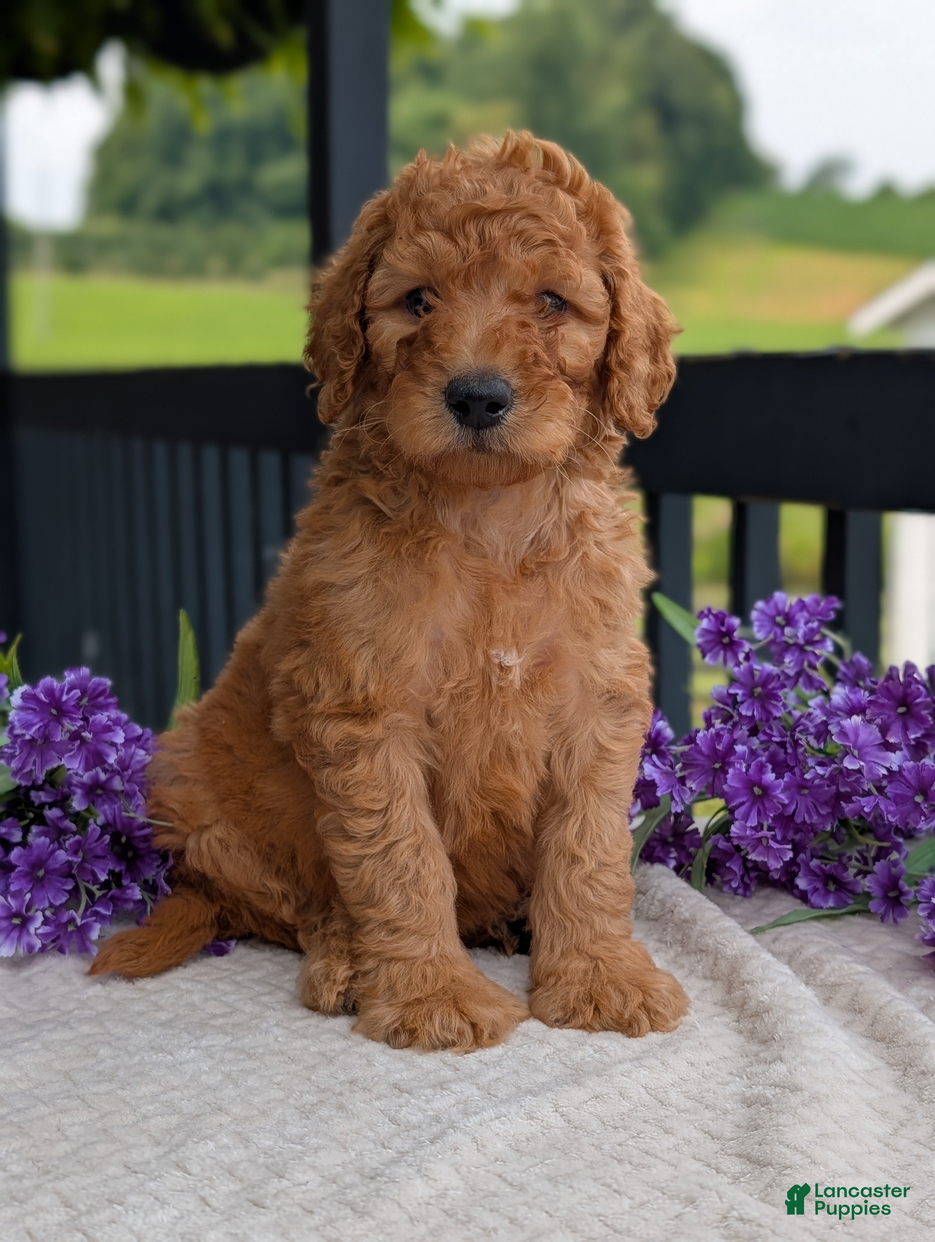 Goldendoodle dogs Archie  - Ad 2