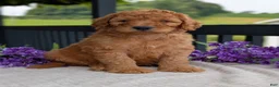 Goldendoodle dogs for sale: Archie  - Ad 2
