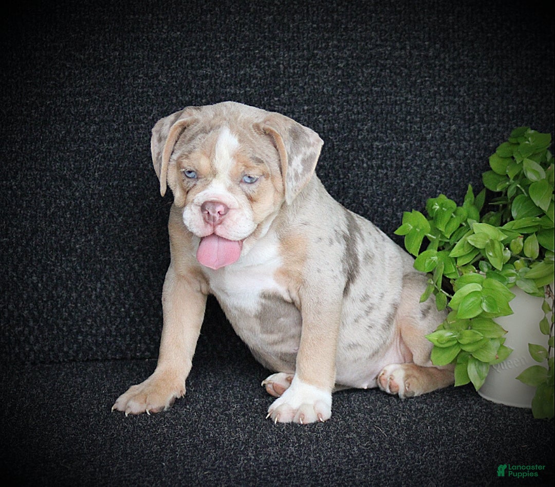 Beabull dogs Navi - Ad 2