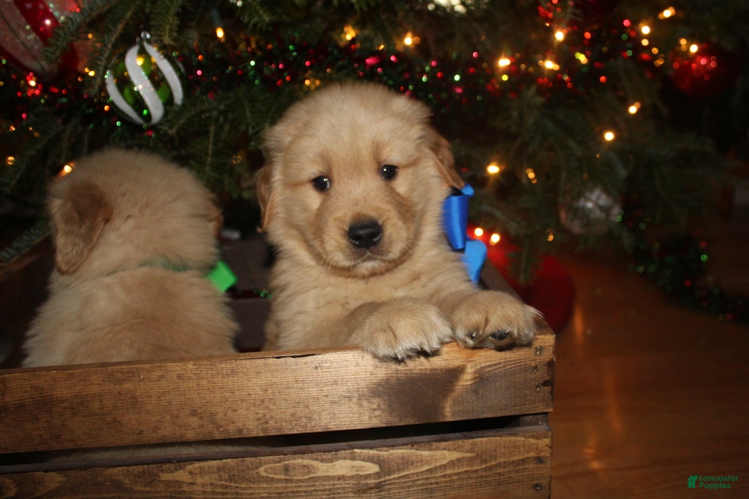 Golden Retriever dogs for sale: Golden Retriever Puppy blue - Ad 3