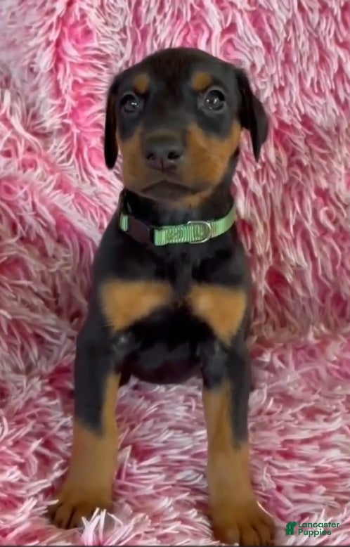 Doberman Pinscher dogs for sale: Doberman Pinscher 6 - Ad 1