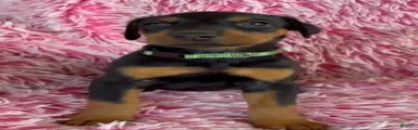 Doberman Pinscher 6