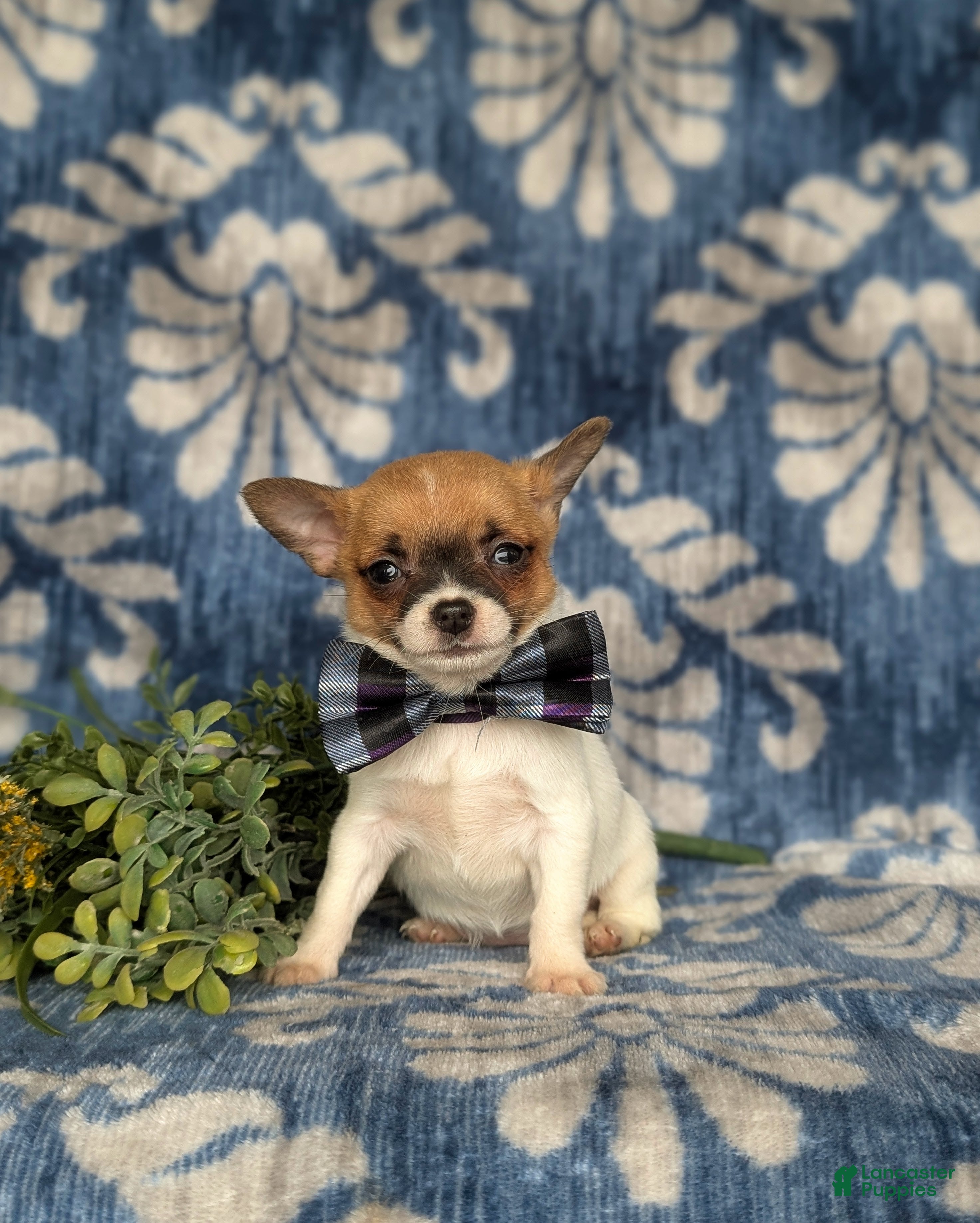 Chihuahua dogs Jeremie 6 lbs Full Grown - Ad 2