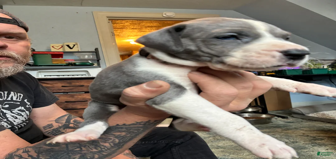 Gallery Image {{count}}