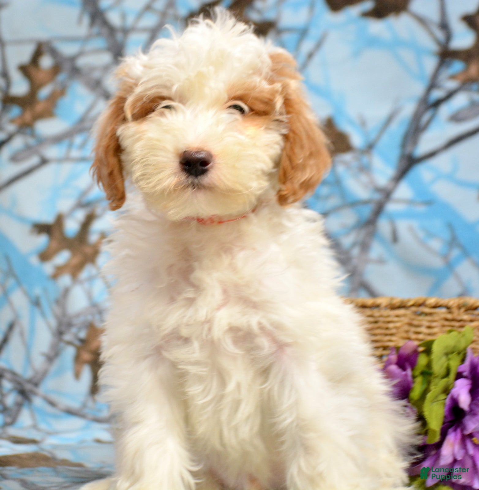 Goldendoodle dogs Donny - Ad 33