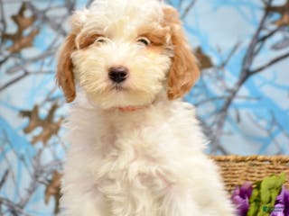 Goldendoodle dogs Donny - Ad 35