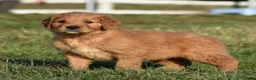 Golden Retriever dogs for sale: Rollie         Genetic/OFA - Ad 9