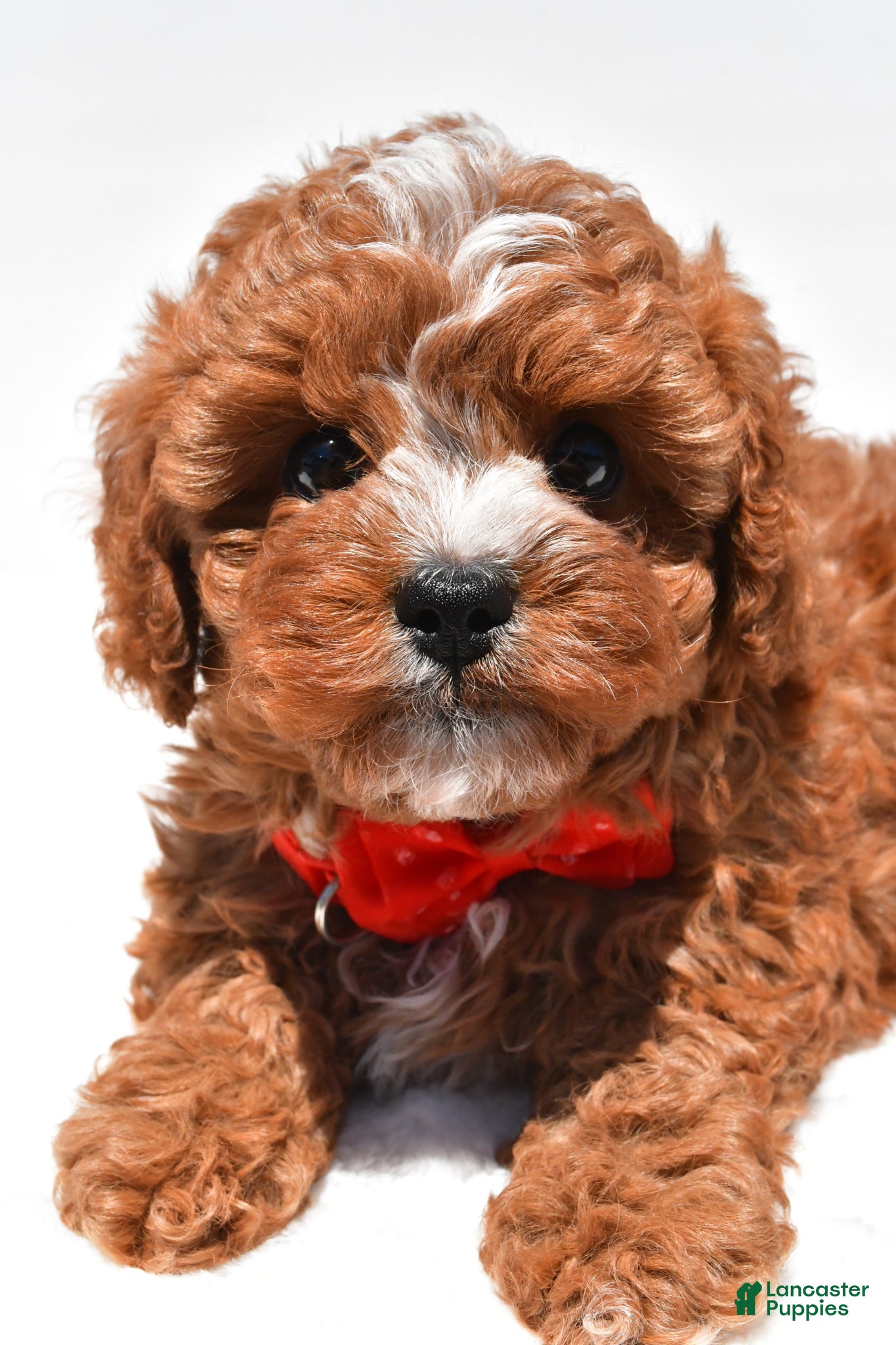 Cavapoo dogs for sale: Zain f1b - Ad 4