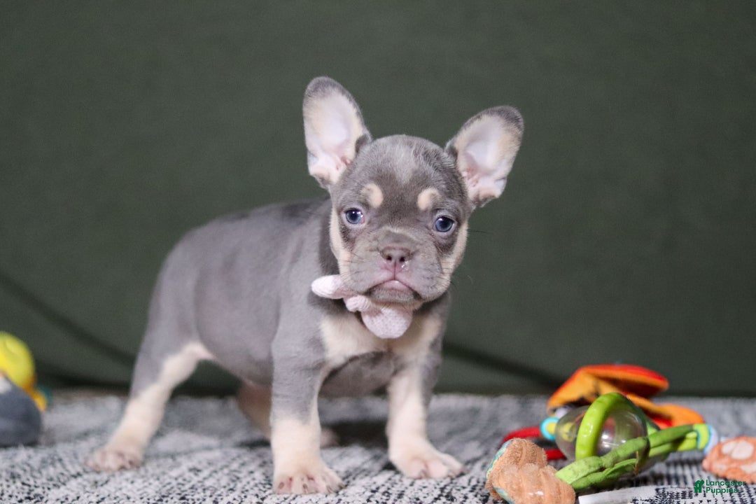 French Bulldog dogs for sale: Pippa - Ad 2