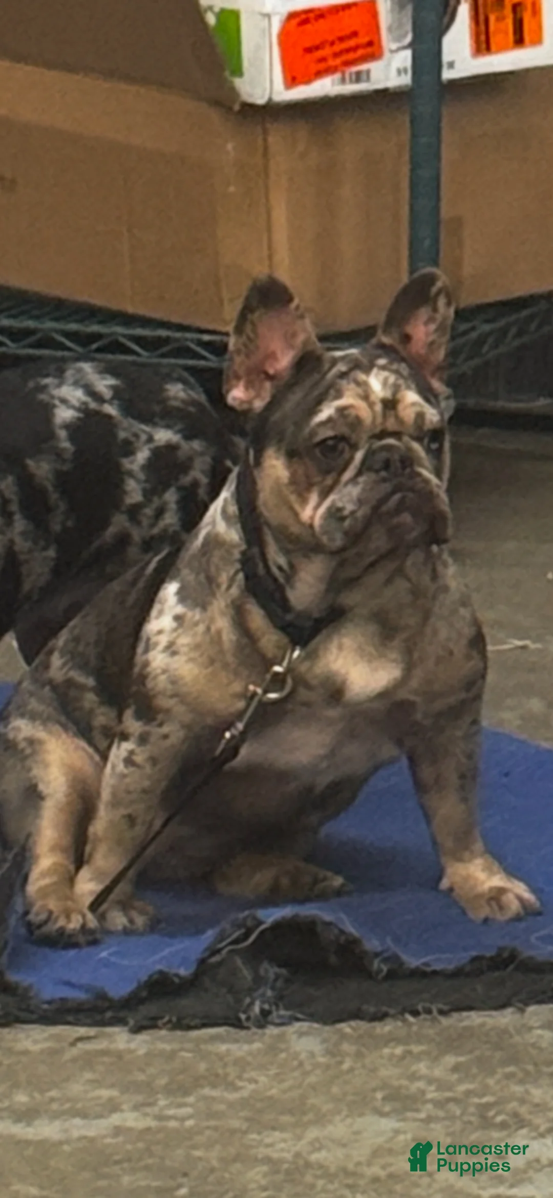 French Bulldog dogs for sale: French Bulldog Puppy 1 - Ad 3