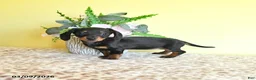 Miniature Dachshund dogs for sale: Hope - Ad 4