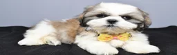 Shih Tzu dogs for sale: Cody - Ad 1