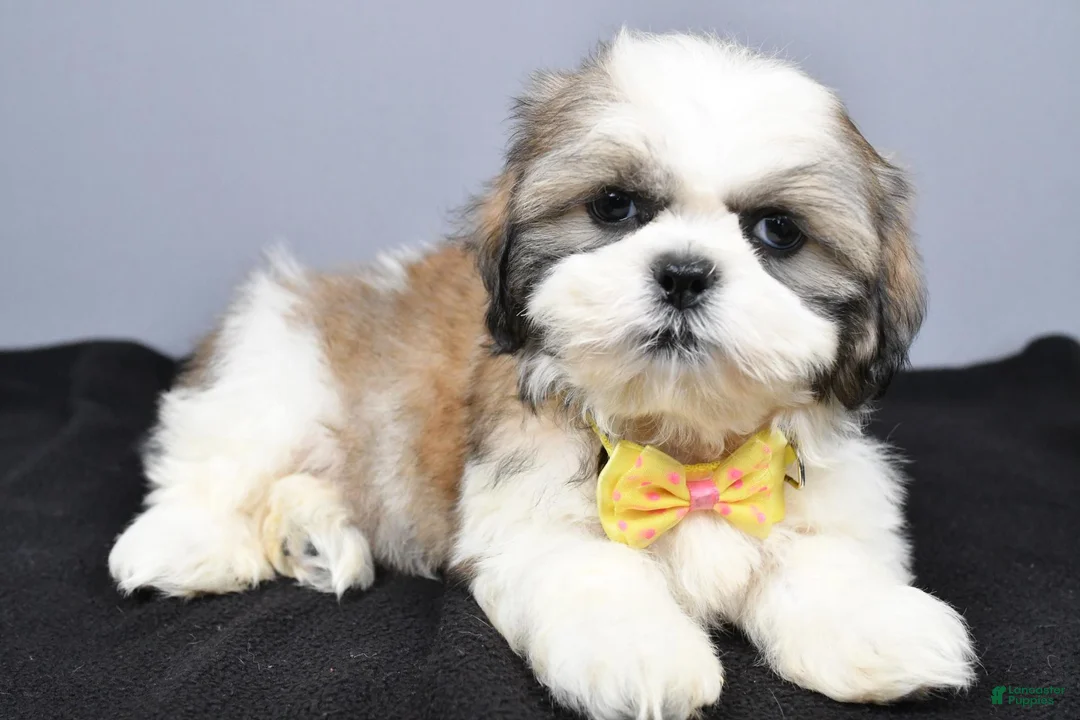 Shih Tzu dogs for sale: Cody - Ad 1