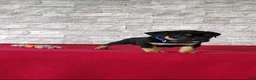 Beabull dogs for sale: Ronnie - Ad 5