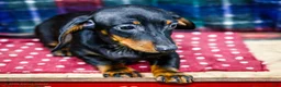 Miniature Dachshund dogs for sale: Yosef - Ad 2