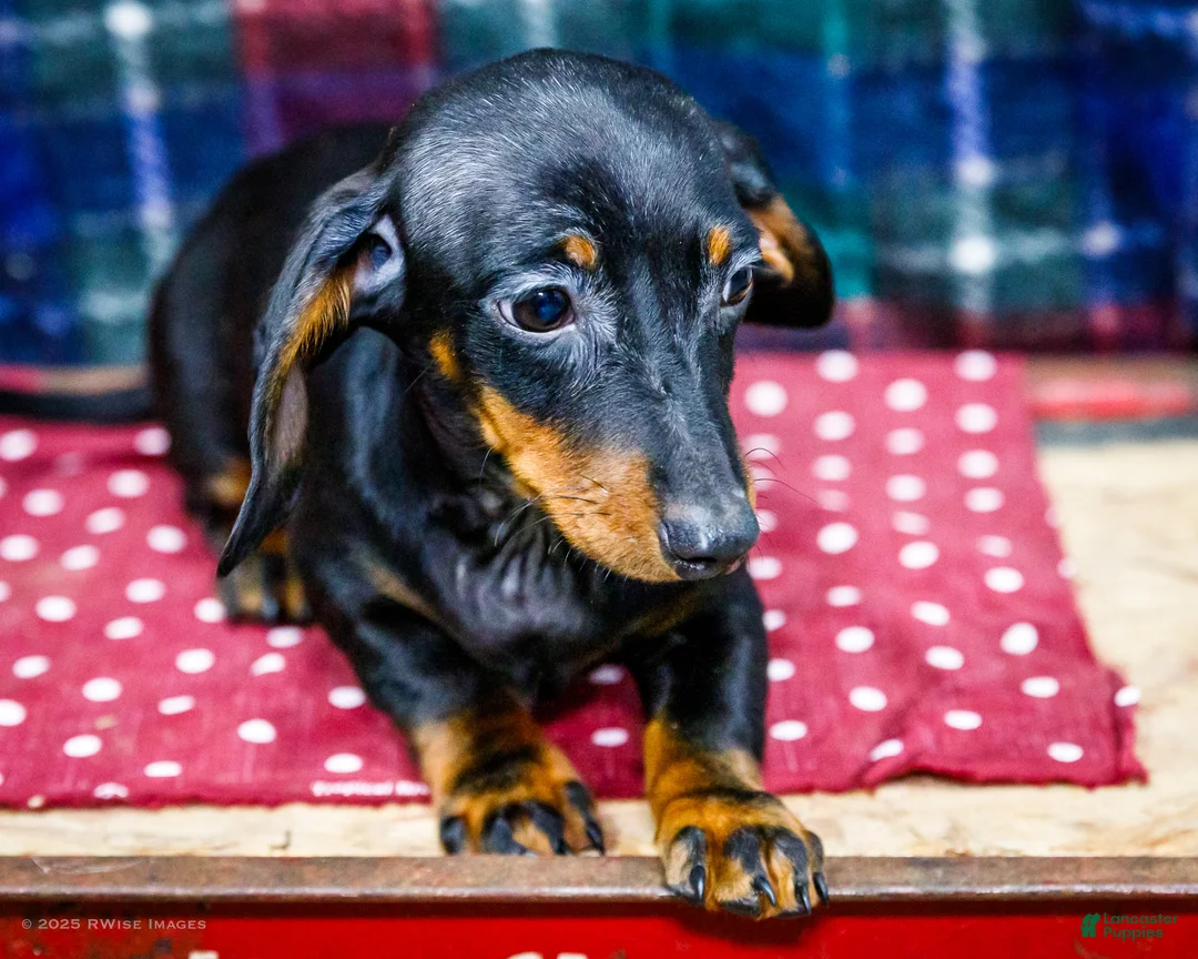 Miniature Dachshund dogs for sale: Yosef - Ad 2