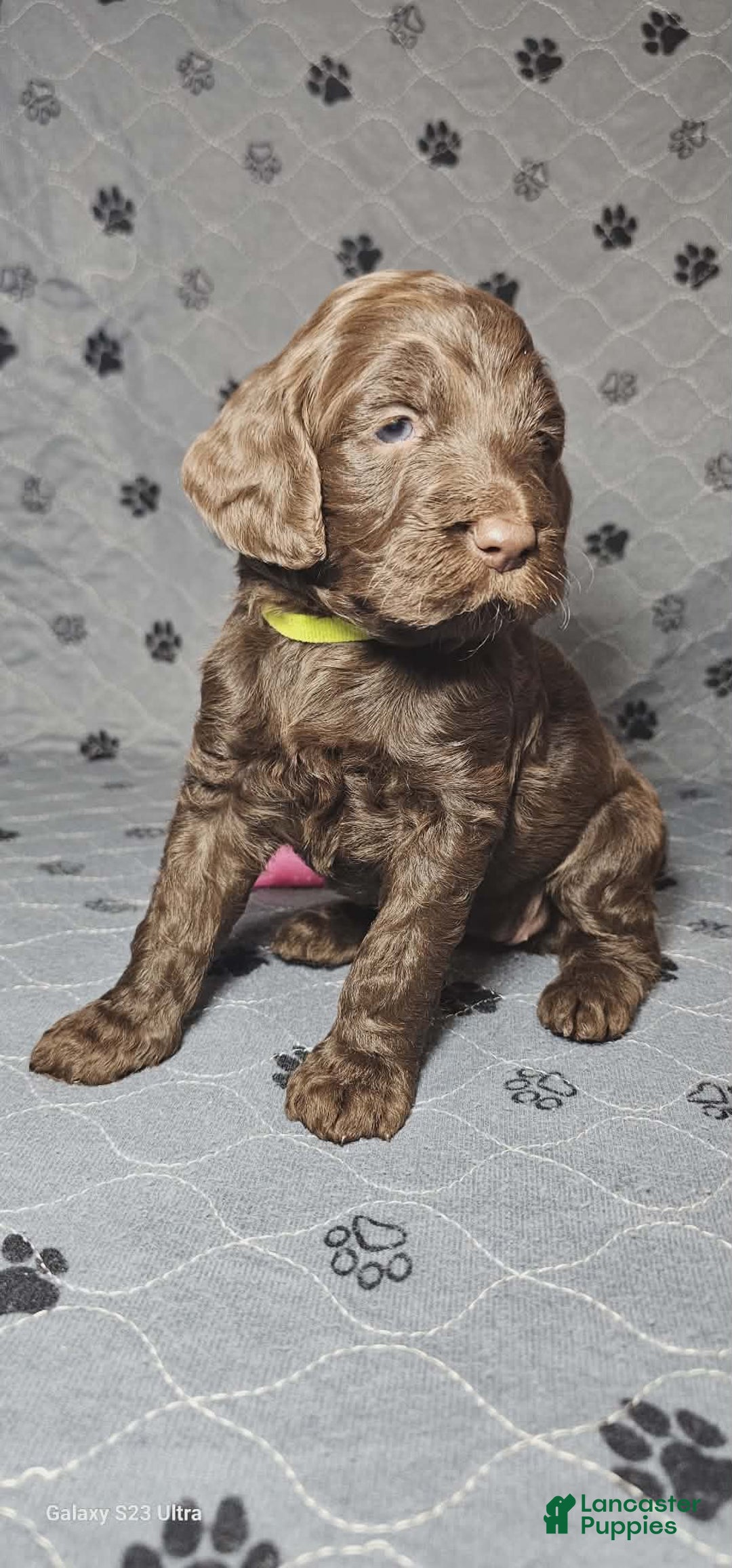 Goldendoodle dogs for sale: Mocha - Ad 5