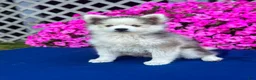 Pomsky dogs for sale: Rascal  - Ad 4