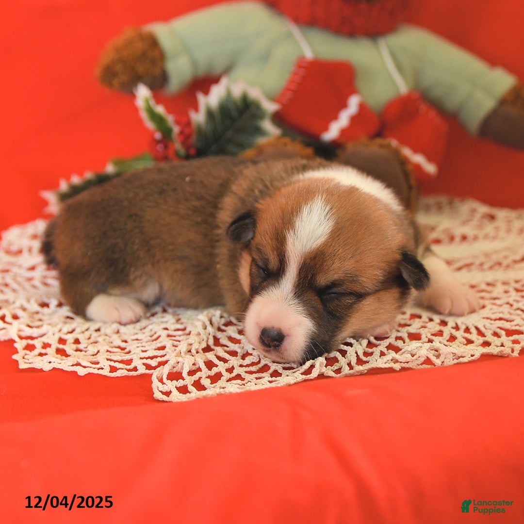 Welsh Corgi Pembroke dogs for sale: Phobe - Ad 4