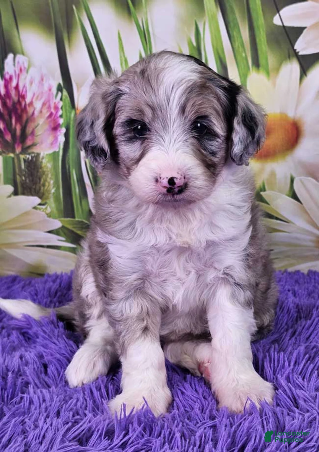 Mini Sheepadoodle dogs for sale: Coral - Ad 1