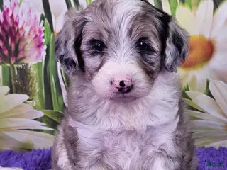 Mini Sheepadoodle dogs Coral - Ad 12