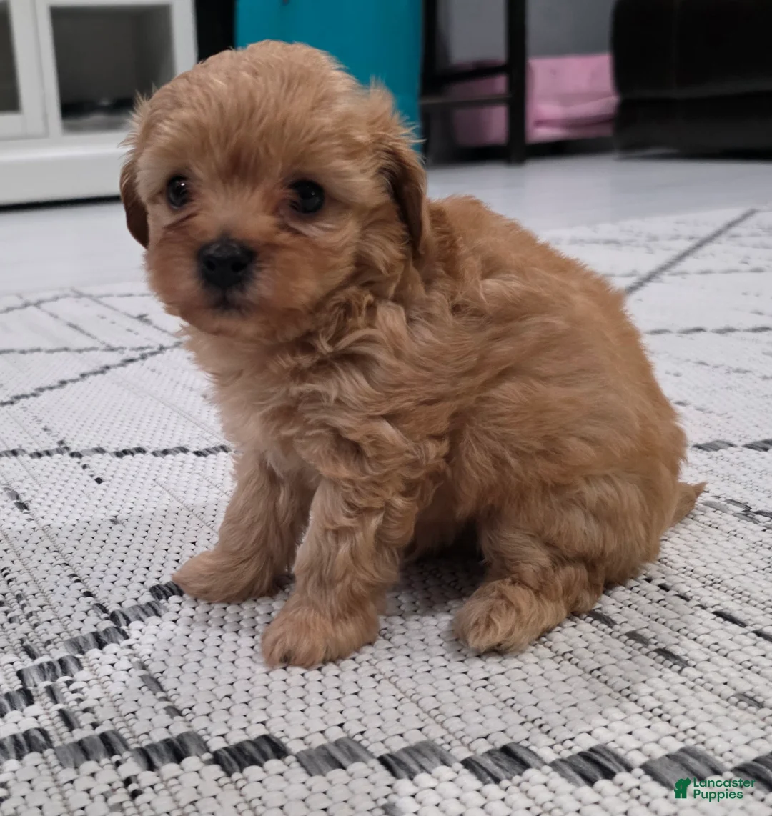 Maltipoo dogs for sale: Maltipoo Puppy 1 - Ad 4