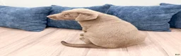 Labrador Retriever dogs for sale: Ralph - Ad 6
