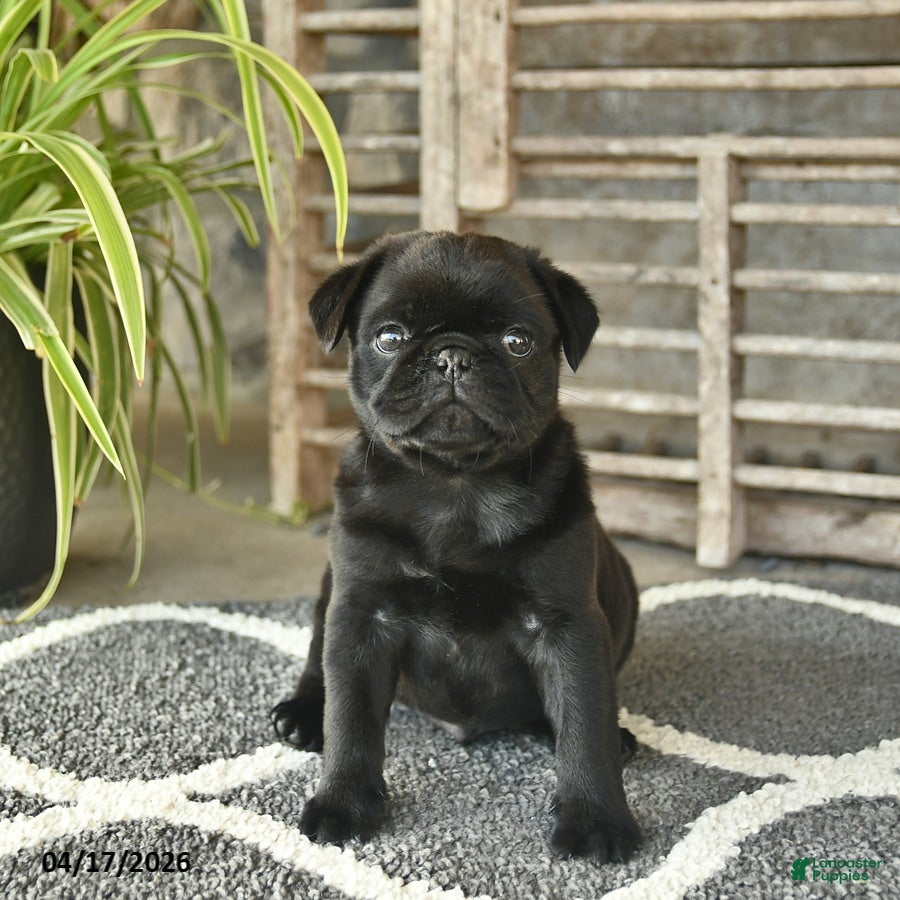Pug dogs Tango  - Ad 2