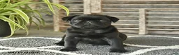 Pug dogs for sale: Tango  - Ad 2