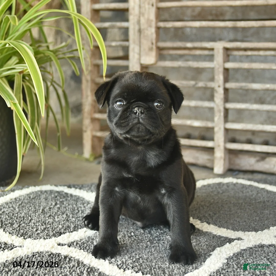 Pug dogs for sale: Tango  - Ad 2