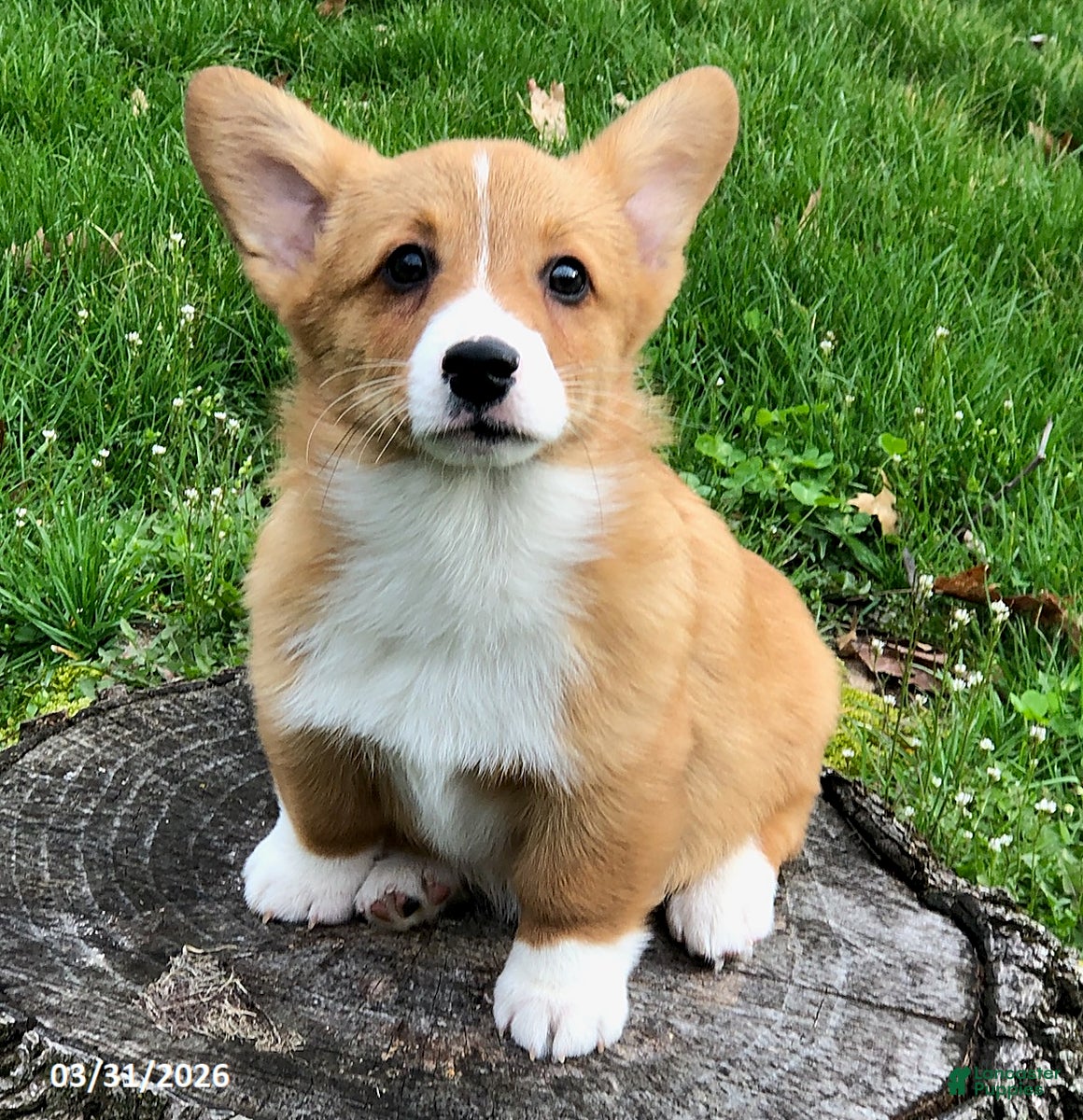 Welsh Corgi Pembroke dogs Rusty - Ad 1