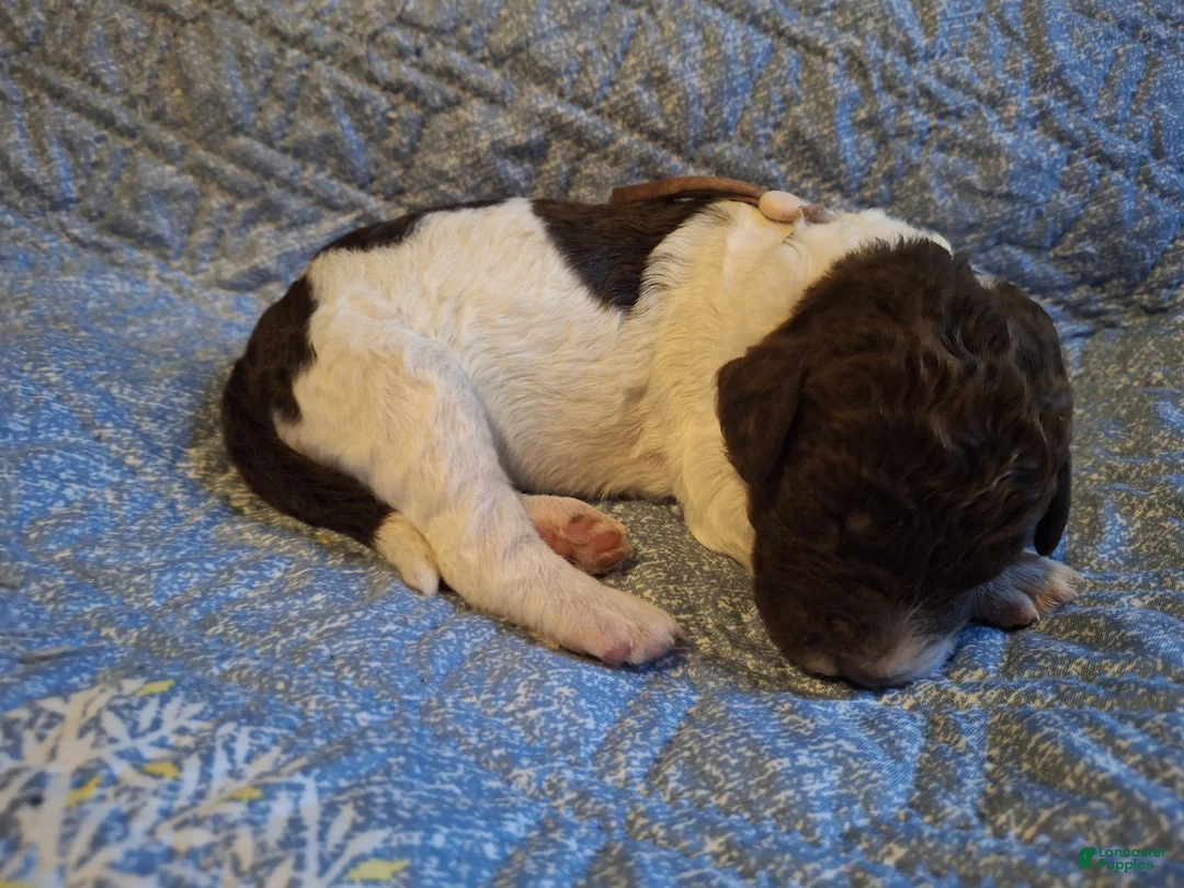 Labradoodle dogs for sale: Gloxinia  - Ad 6