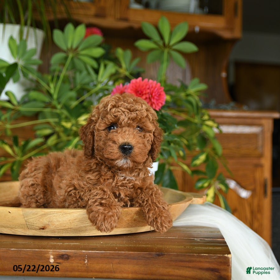 Mini Goldendoodle dogs Grayson - Ad 2