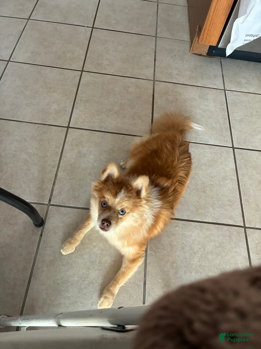 Pomsky dogs for sale: Pomsky Puppy 2 - Ad 2