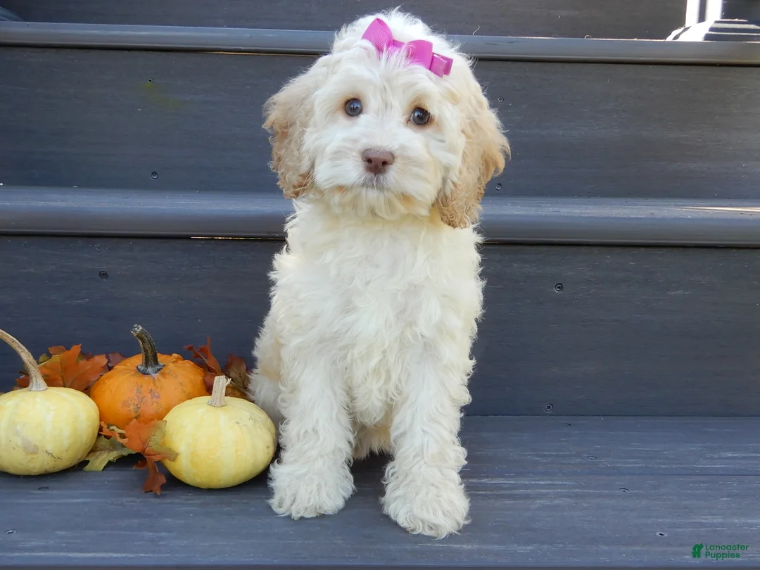 Cockapoo dogs for sale: Trixie - Ad 1