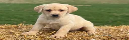 Labrador Retriever dogs for sale: Gertie - Ad 4