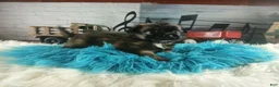 Chihuahua dogs for sale: Micro teacup long hair darker boy. Hand Delivery  - Ad 2