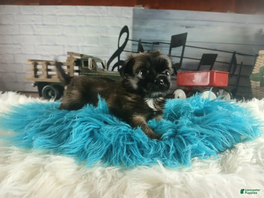 Chihuahua dogs for sale: Micro teacup long hair darker boy. Hand Delivery  - Ad 2