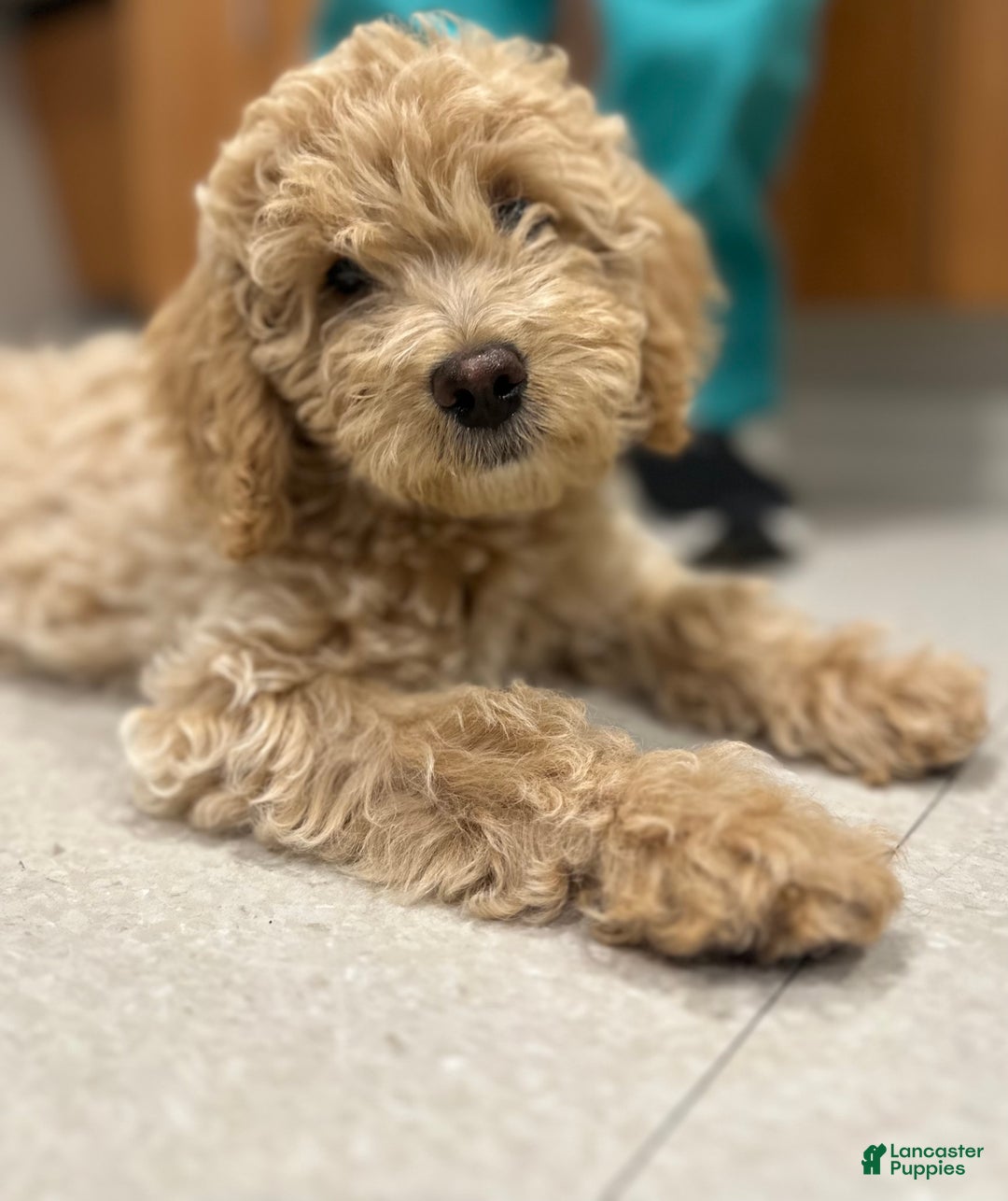 Mixed Breed dogs for sale: Mixed Breed Puppy 2 - Ad 4