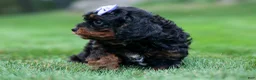 Cavapoo dogs for sale: Wanda 🐶 - Ad 17