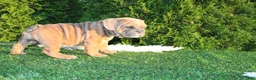 English Bulldog dogs for sale: Debbi - Ad 5