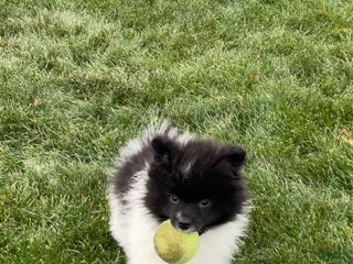 Pomeranian dogs Riley - Ad 36