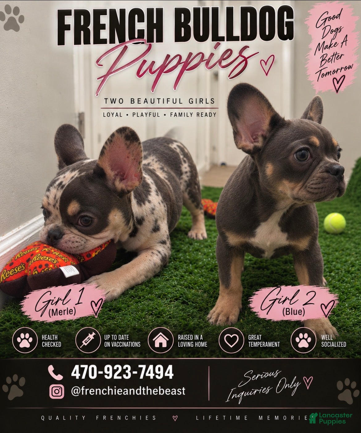 French Bulldog dogs French Bulldog 1 - Ad 1