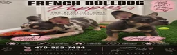 French Bulldog dogs for sale: French Bulldog 1 - Ad 1