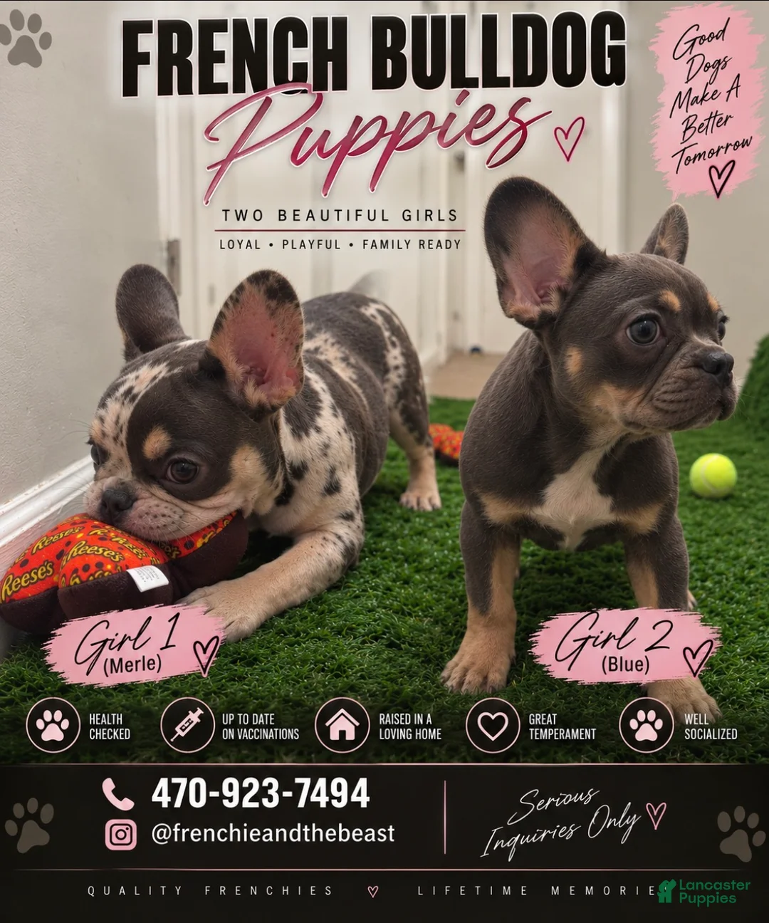 French Bulldog dogs for sale: French Bulldog 1 - Ad 1